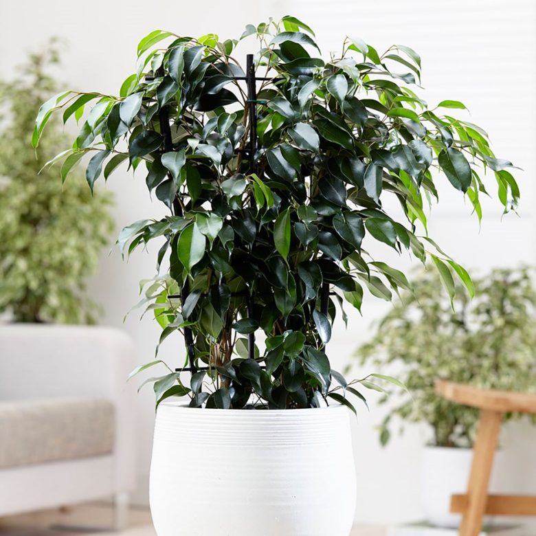 10-piante-ideali-bagno-ficus