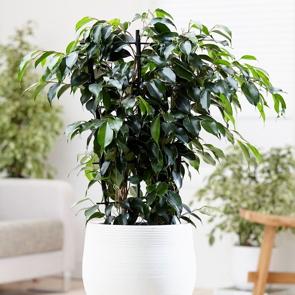10-piante-ideali-bagno-ficus