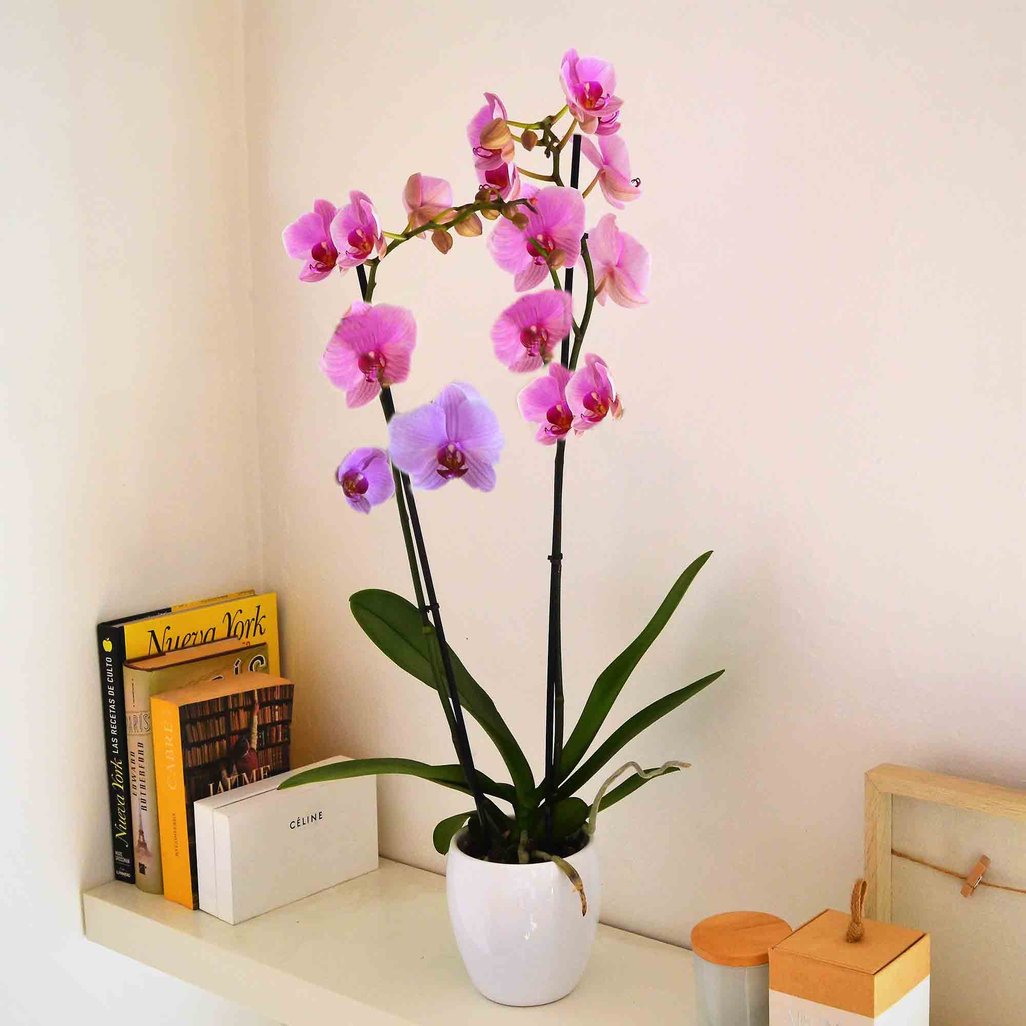 10-piante-ideali-bagno-orchidea