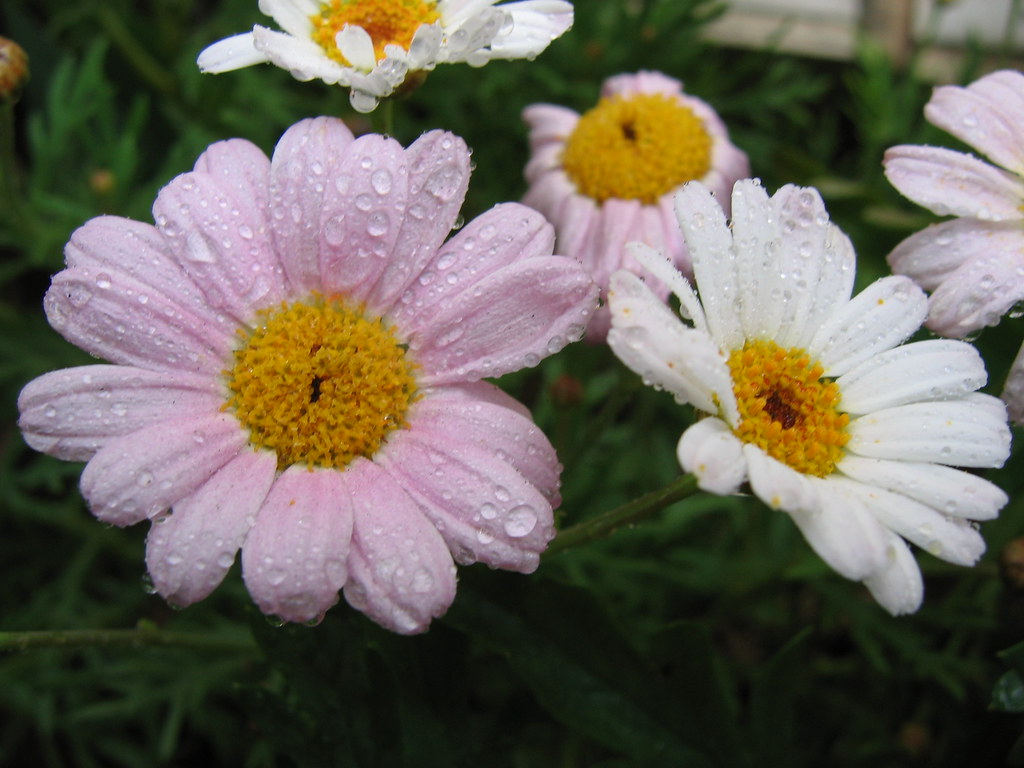 10-piante-pieno-sole-margherita-1