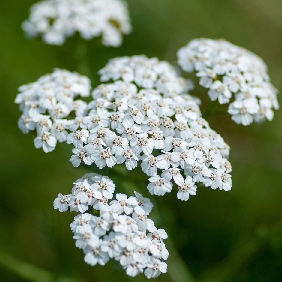 10-piante-resistenti-achillea