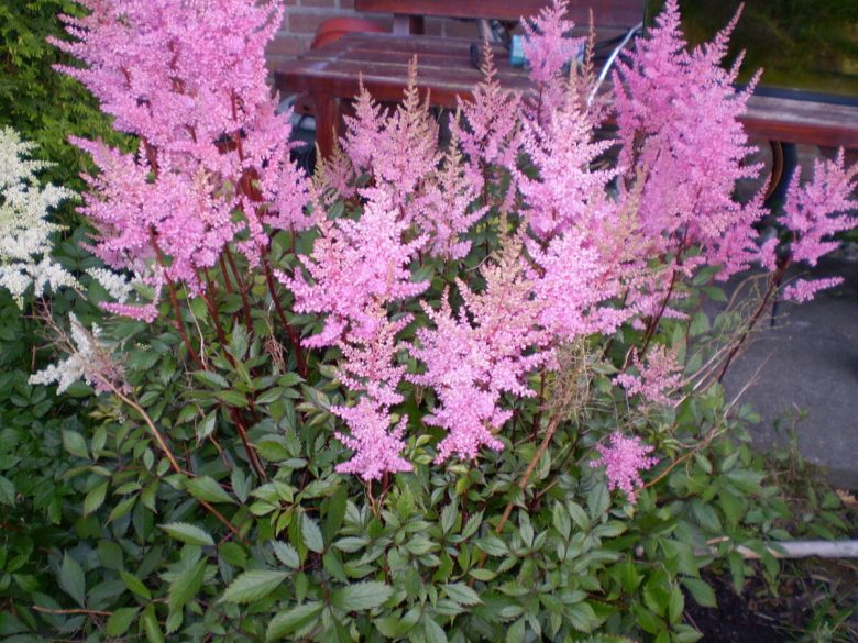 10-piante-resistenti-astilbe