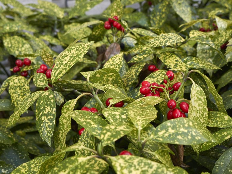 Aucuba japonica