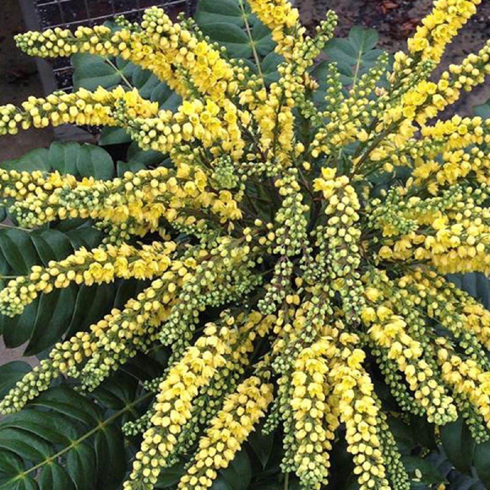 10-piante-resistenti-mahonia