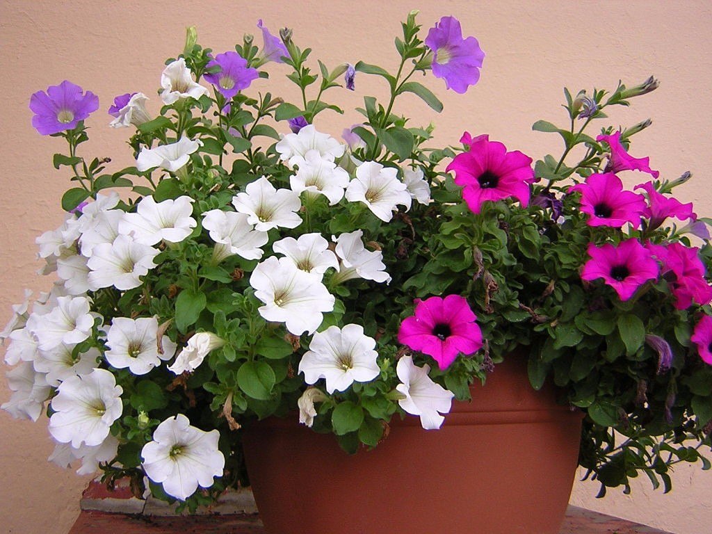 10-piante-resistenti-petunia-1
