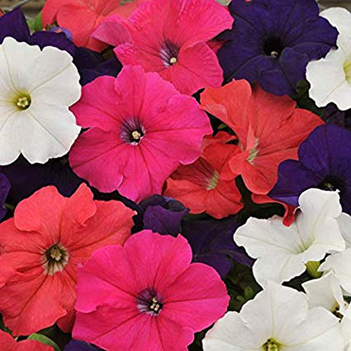10-piante-resistenti-petunia