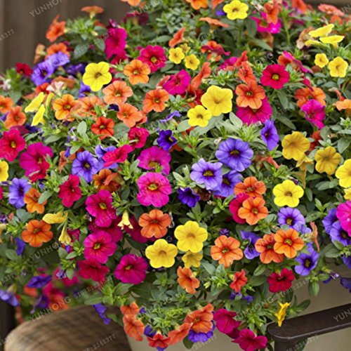 10-piante-resistenti-petunia