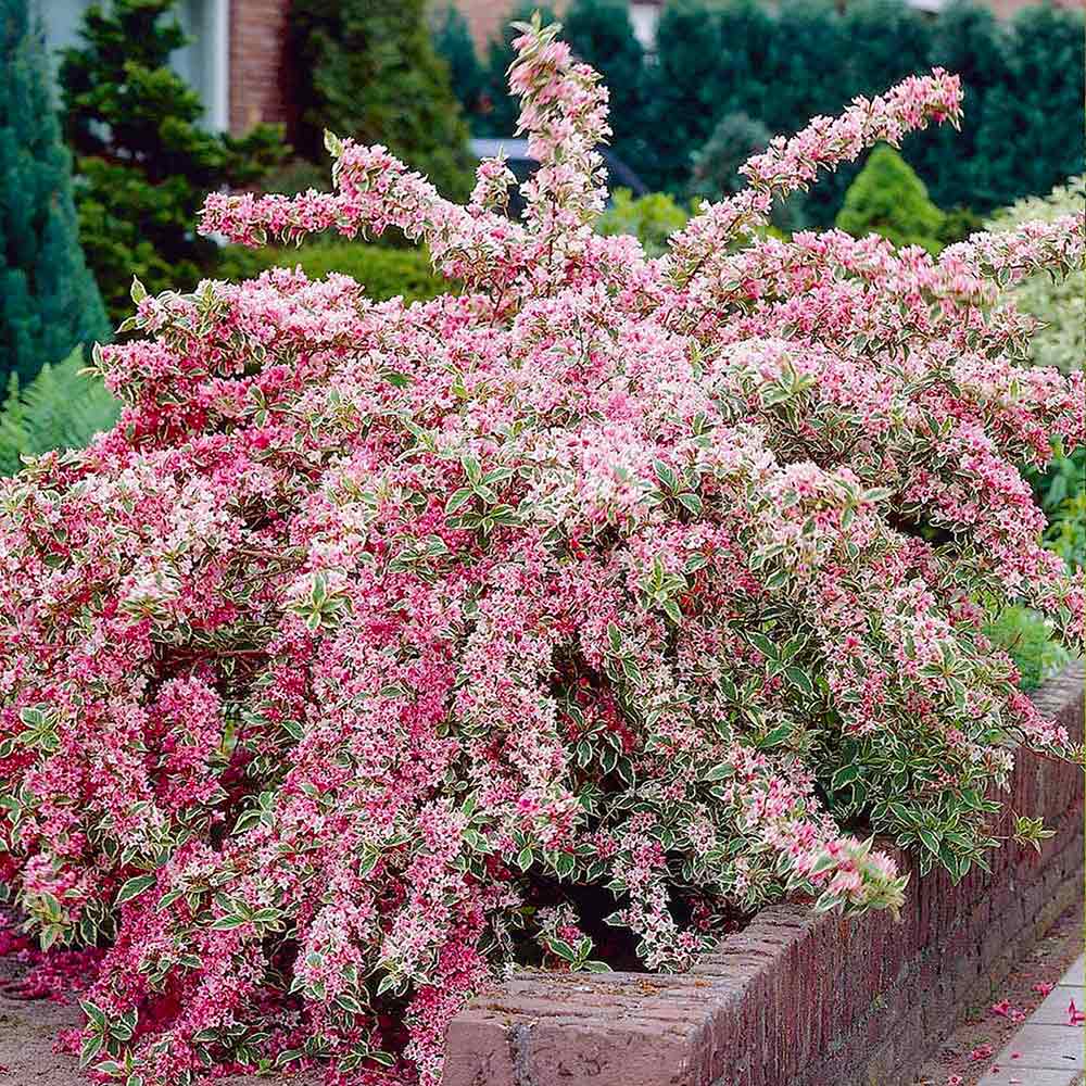 10-piante-resistenti-weigela