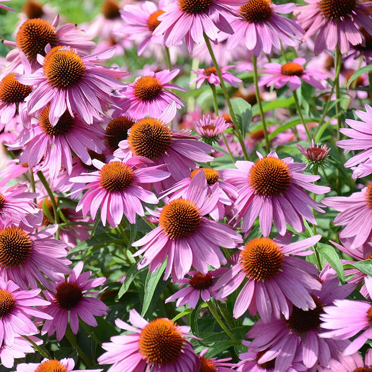 Echinacea-10-piante-da-balcone-sempreverdi