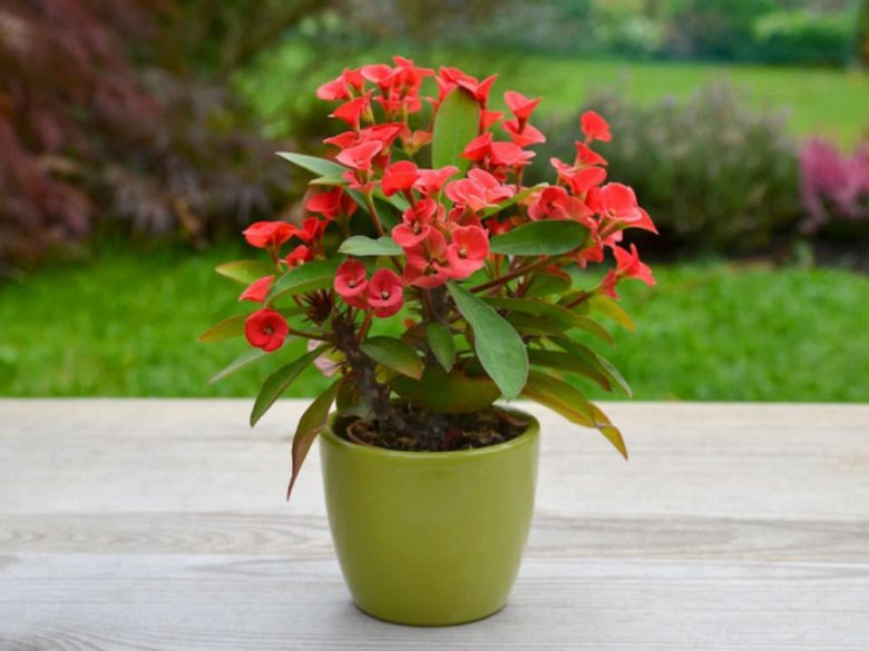 Euphorbia-milii-piante-grasse-da-appartamento