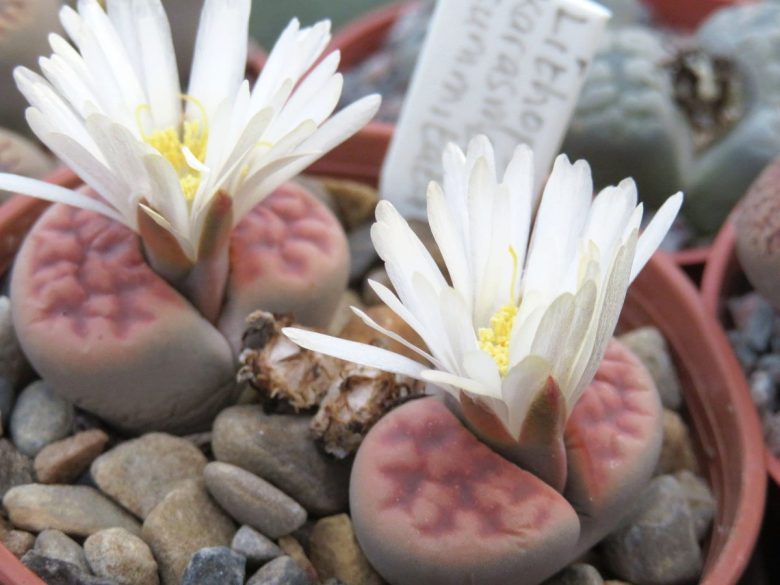 Lithops-piante-grasse-da-appartamento