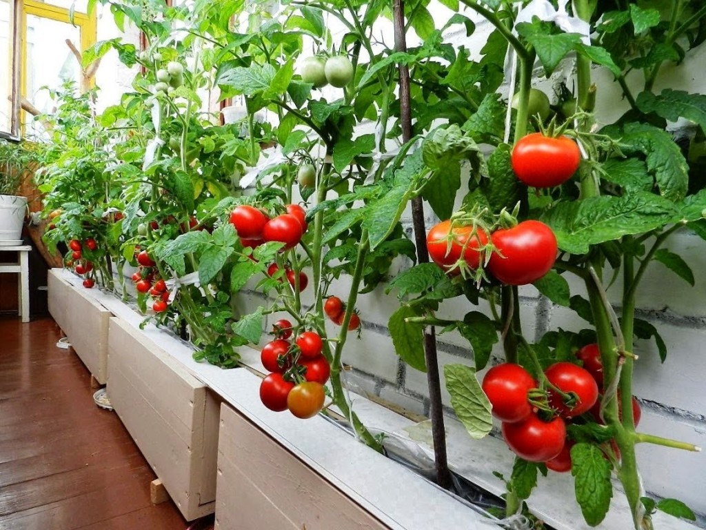 Ortaggi-da-balcone-poca-fatica-e-tanta-soddisfazione8