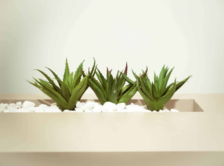 aloe-vera-piante-grasse-da-appartamento