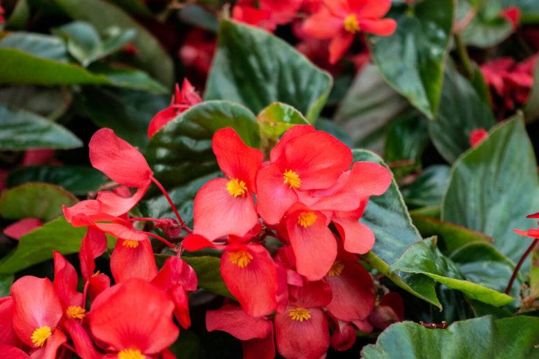 begonia-1