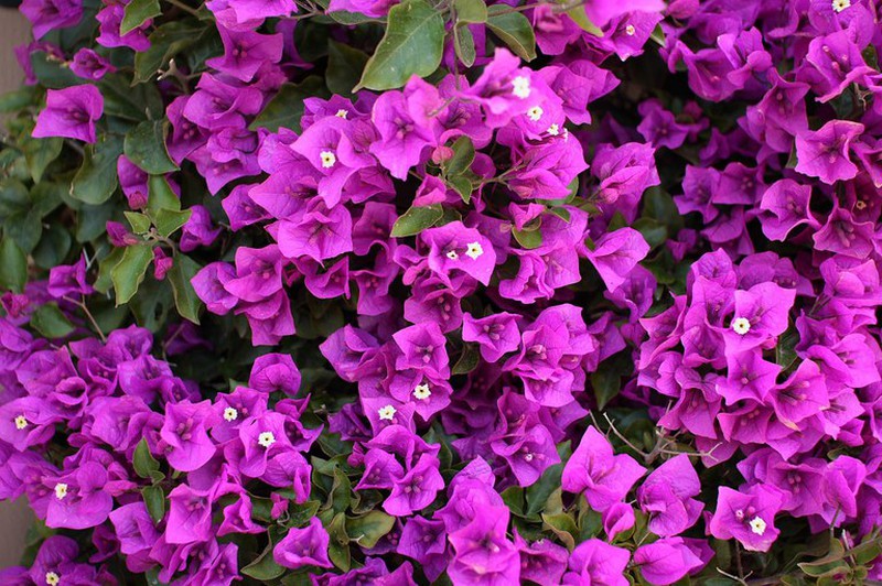 bougainvillea