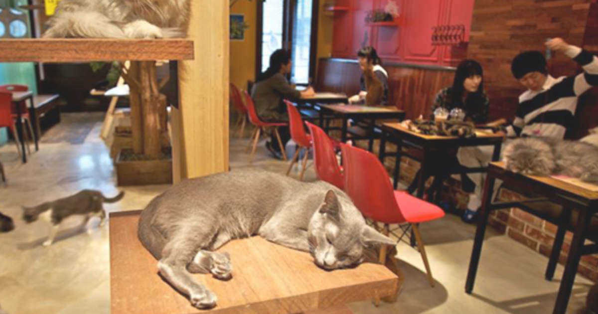 cat-resturant
