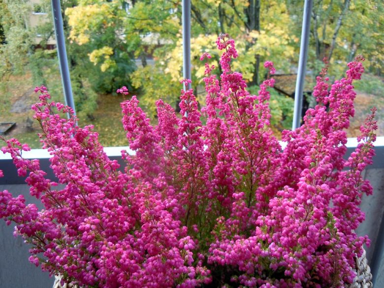 erica-10-piante-da-balcone-sempreverdi