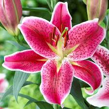 fiori-agosto-gigli