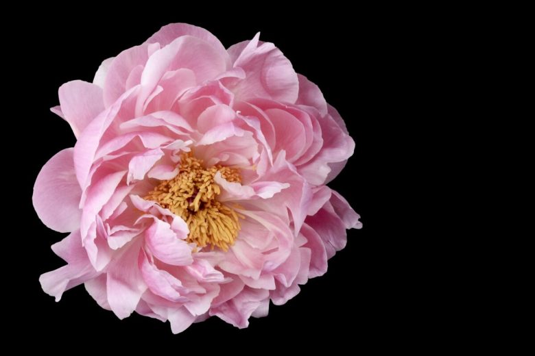 fiori-agosto-peonia-1
