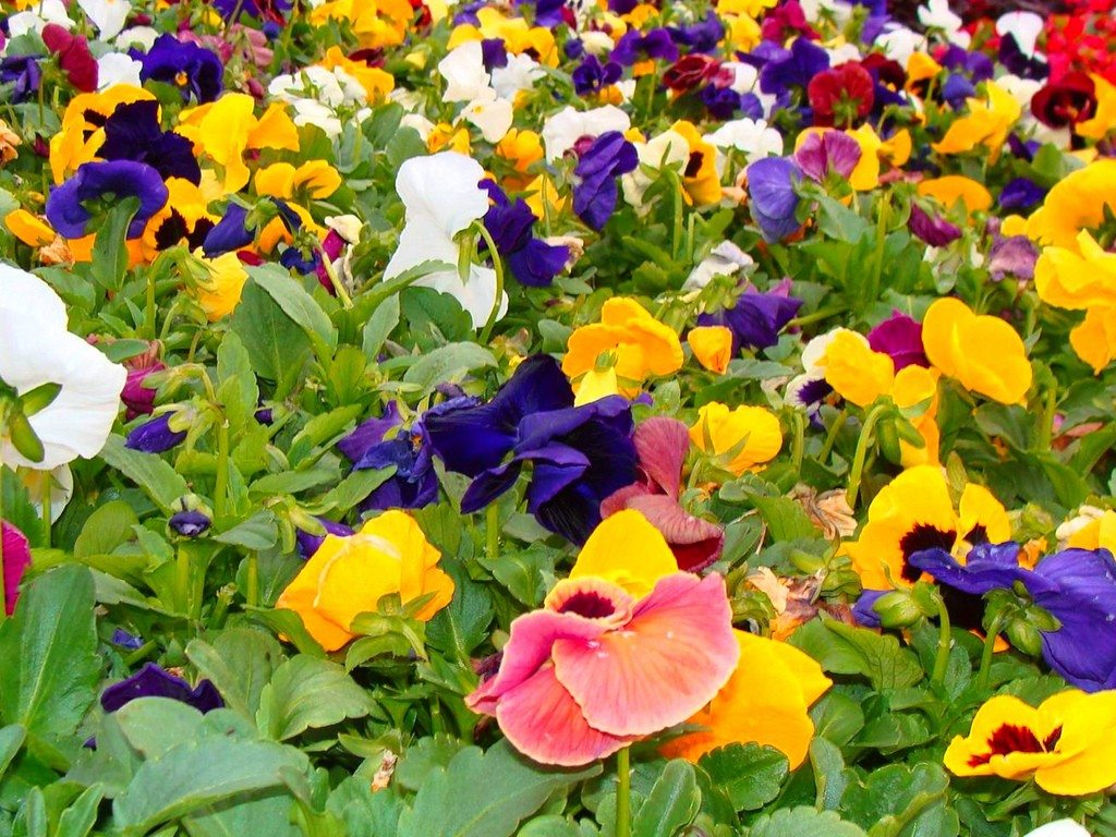 fiori-agosto-viola-pensiero-1
