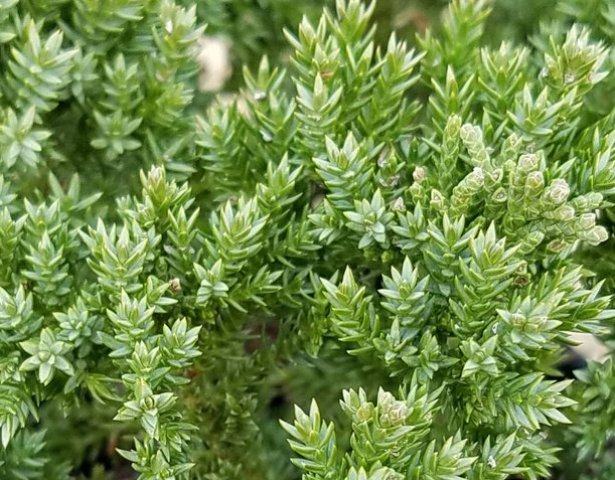 ginepro nano