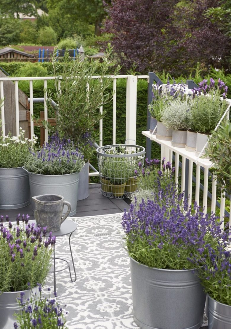 lavanda