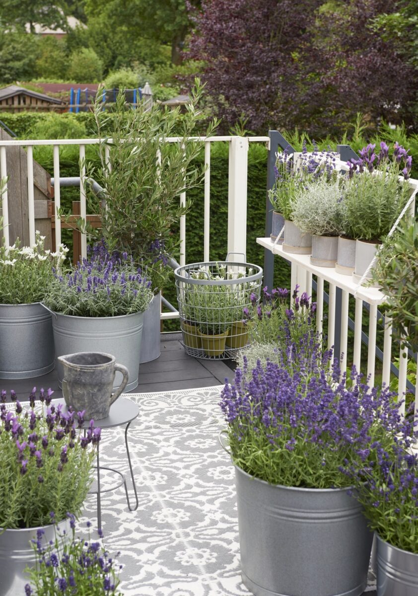 lavanda