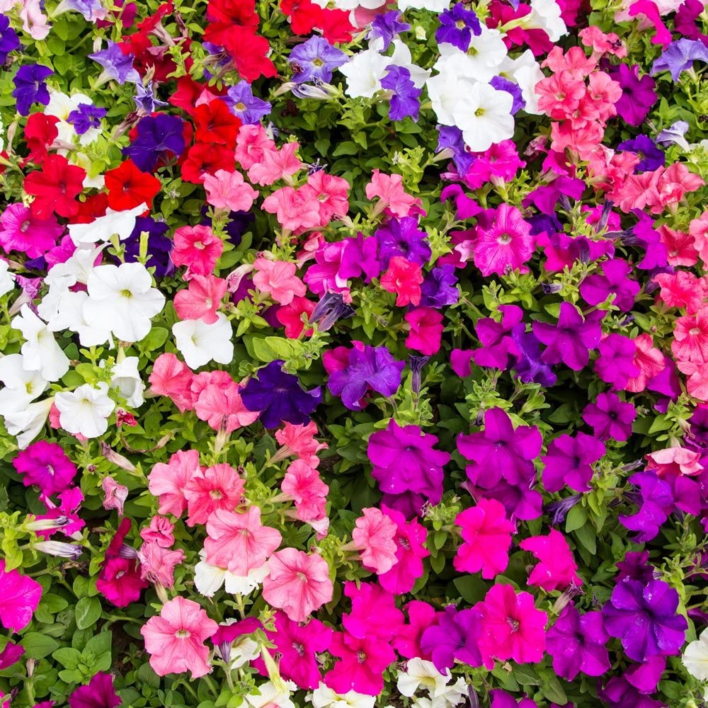 petunia
