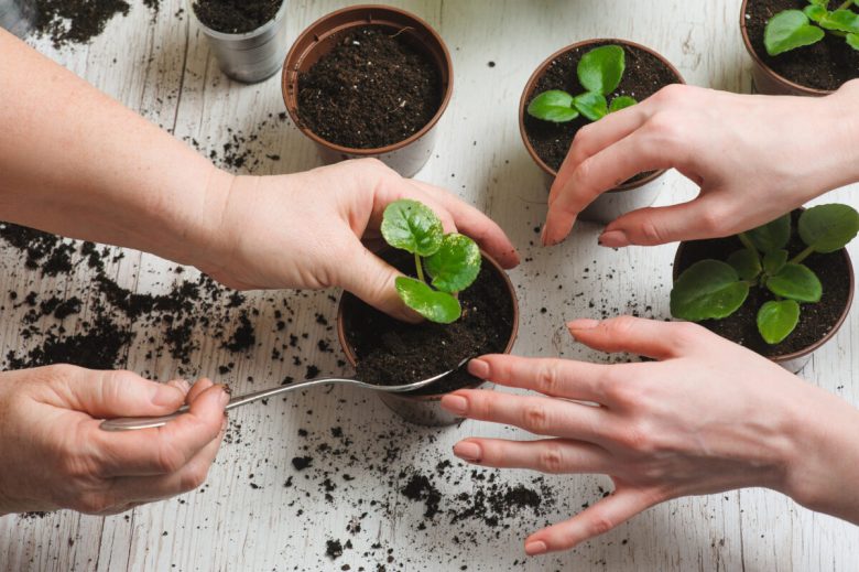 Planting home plants indoors