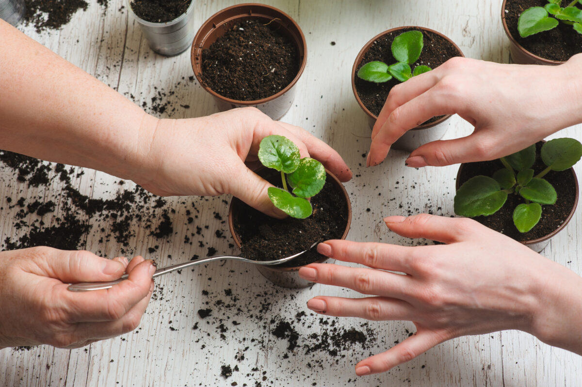 Planting home plants indoors