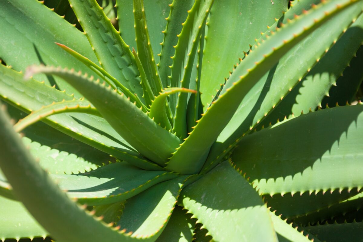piante-21