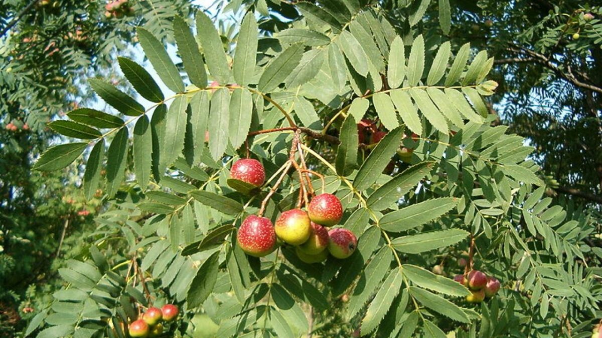 piante-portafortuna-sorba