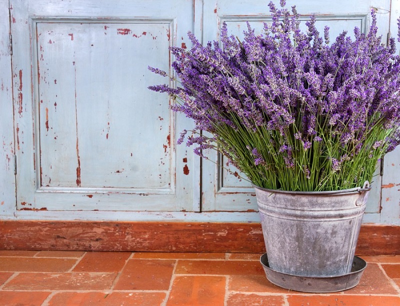 piante-sempreverdi-balcone-12