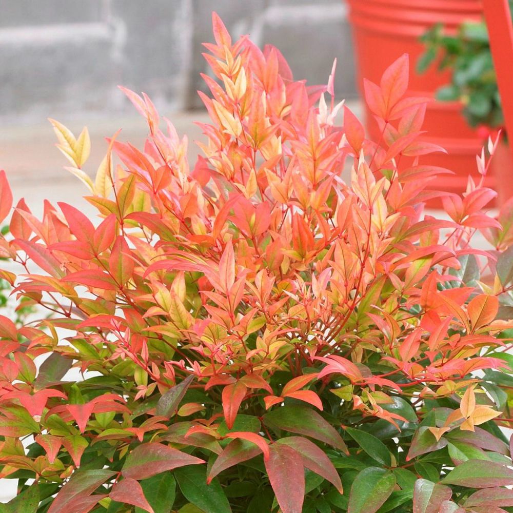 piante-sempreverdi-balcone-13