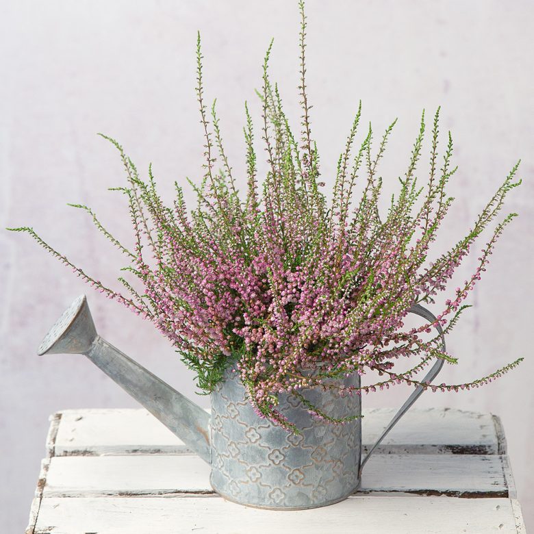 piante-sempreverdi-balcone-6