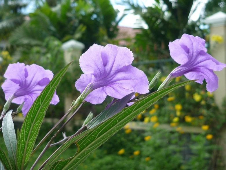 piante-sempreverdi-balcone-8