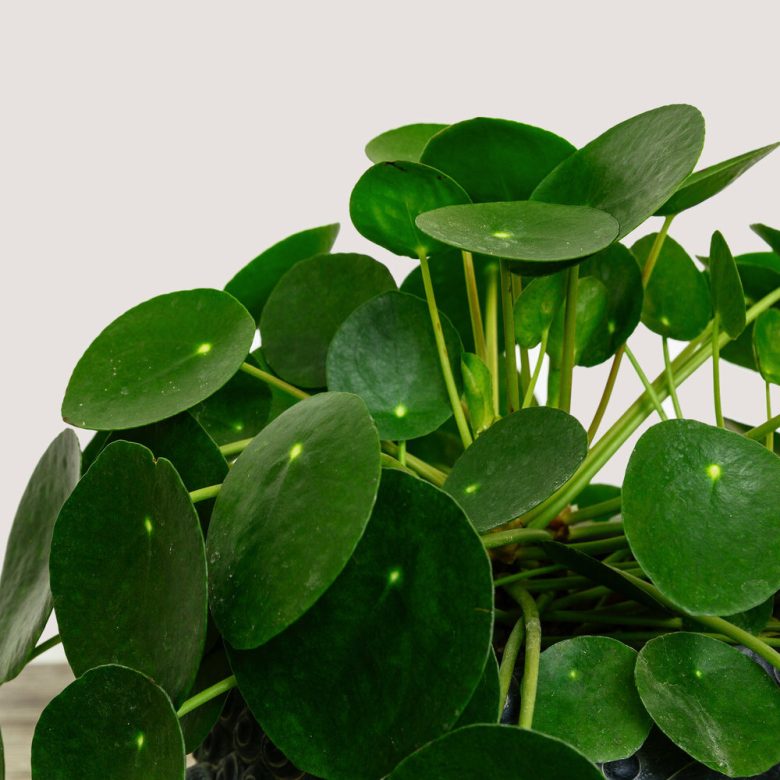 piante-sempreverdi-balcone-9