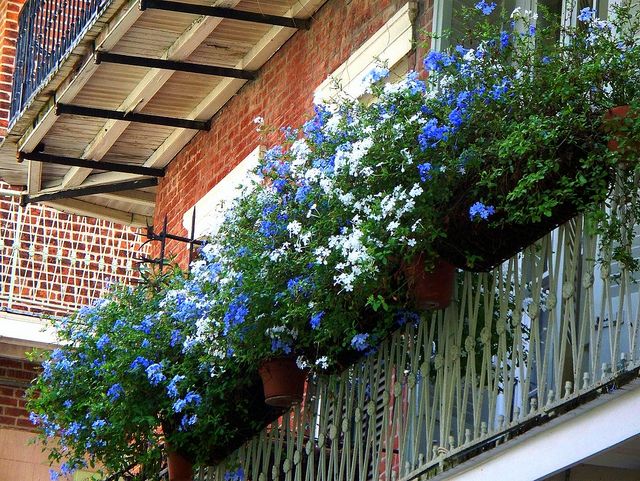 plumbago plumbago