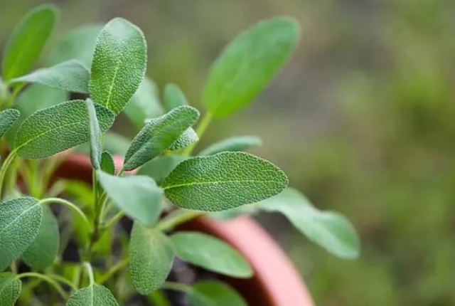 salvia