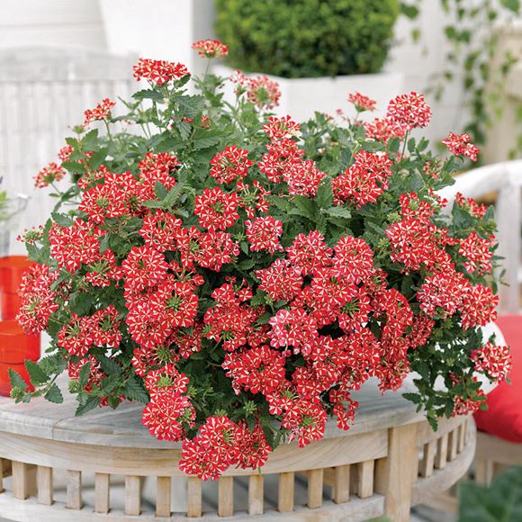verbena