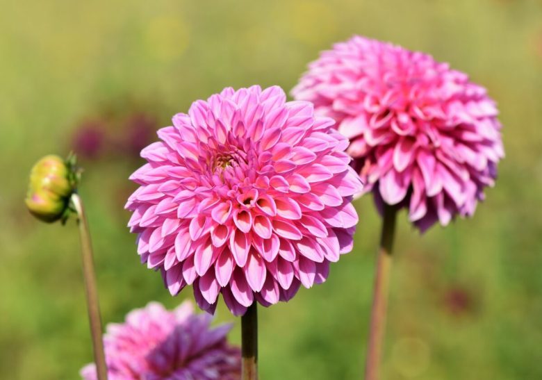 I-6-migliori-fiori-da-coltivare-a-settembre-10