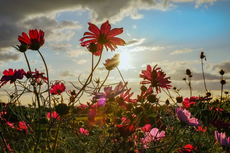 I-6-migliori-fiori-da-coltivare-a-settembre-2