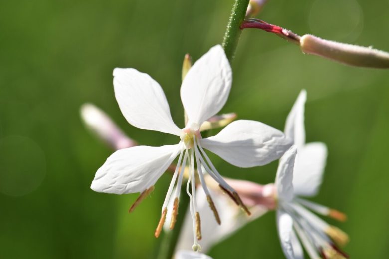 I-6-migliori-fiori-da-coltivare-a-settembre-3