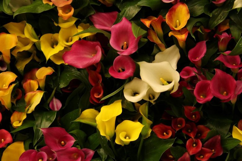 I-6-migliori-fiori-da-coltivare-a-settembre-6