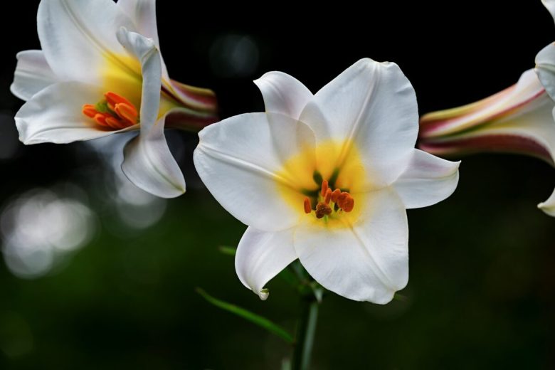 I-6-migliori-fiori-da-coltivare-a-settembre-8