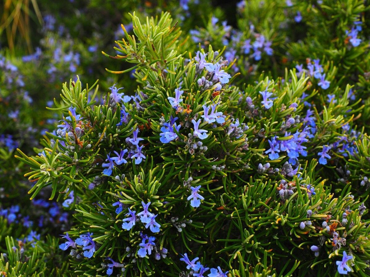 piante-stile-provenzale 5