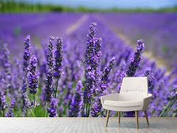 carta-da-parati-provenzale-lavanda