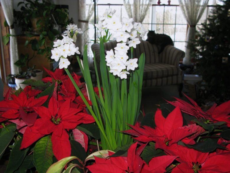casa-dicembre-20