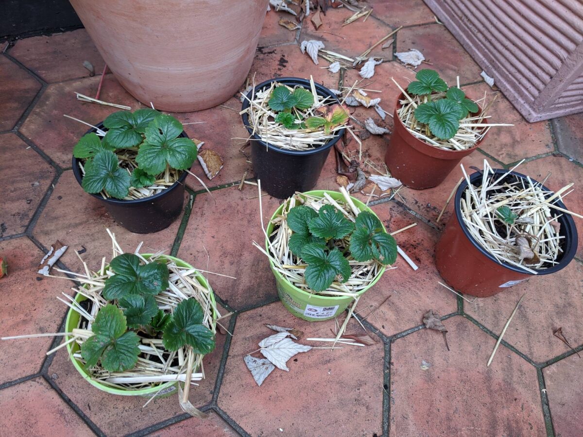 piante-in-inverno-12
