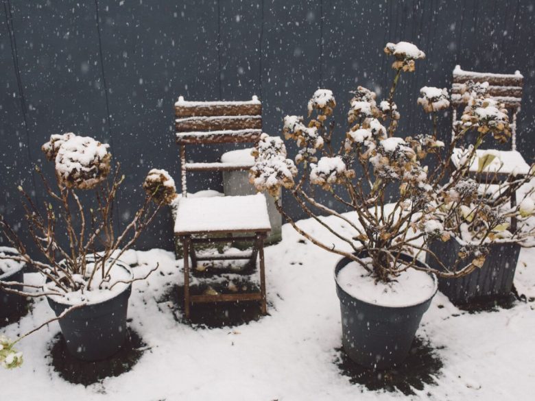 piante-in-inverno-6